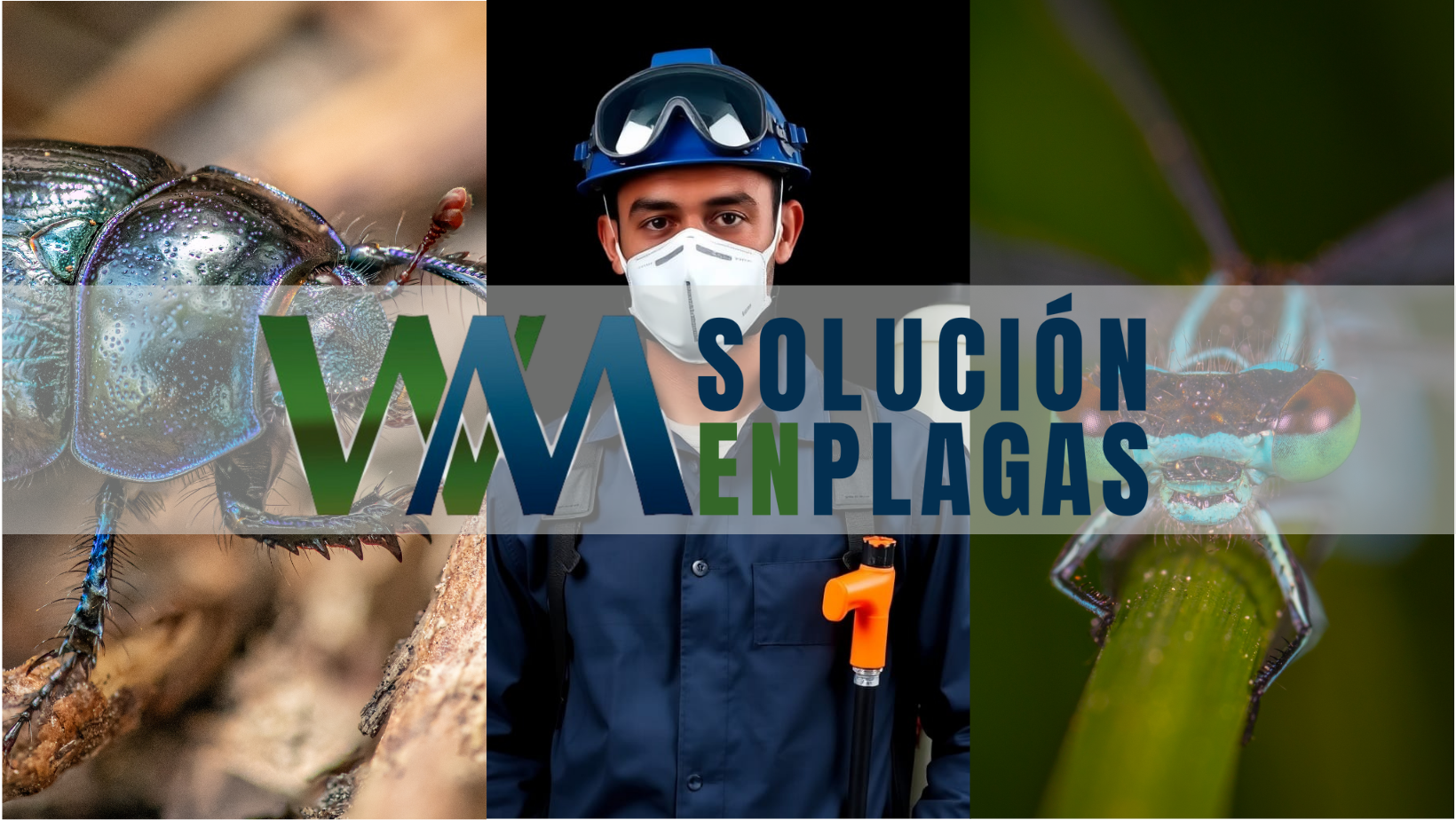 Fumigación y Control de Plagas en CDMX